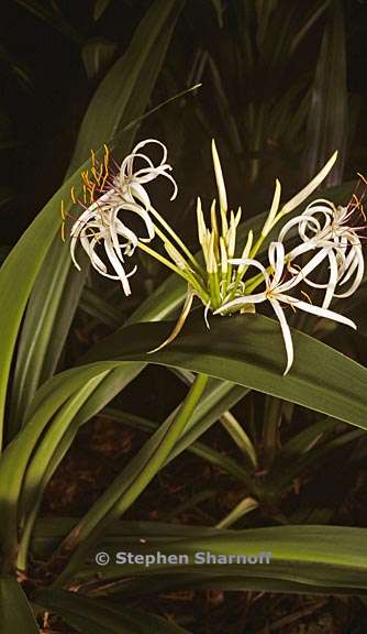 crinum asiaticum 2 graphic